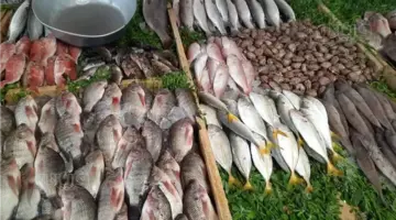 سعر السمك اليوم، هبوط كبير في البلطي وارتفاع 4 أصناف 10 جنيهات